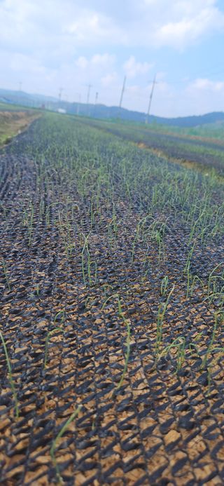 구춘봉님의 마늘 · 영농일지 작성글 사진