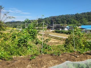 전선경님의 고구마 · 영농일지 작성글 사진