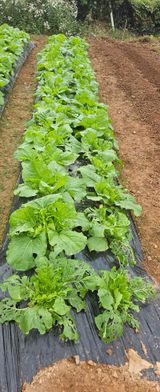 팜모닝 배추·영농일지 게시글 이미지