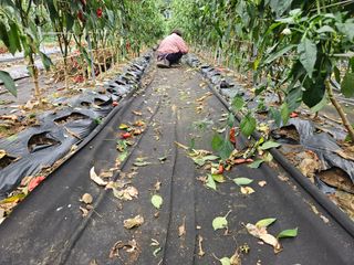 경달현님의 파 · 영농일지 작성글 사진