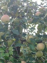 팜모닝 사과·영농일지 게시글 이미지