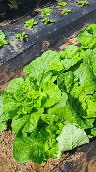 서은숙님의 배추 · 영농일지 작성글 사진