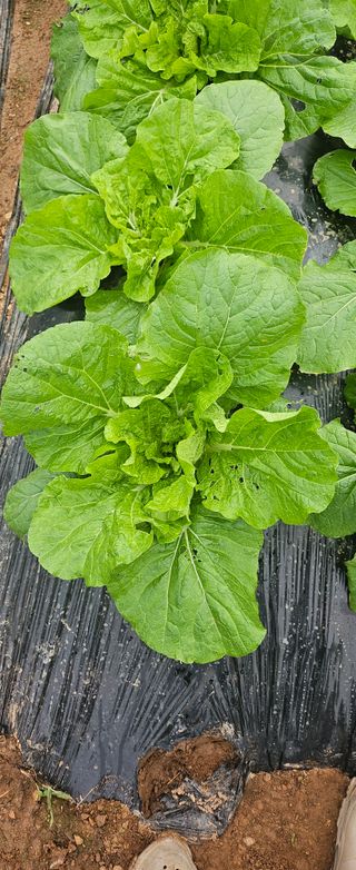 김윤오님의 배추 · 영농일지 작성글 사진