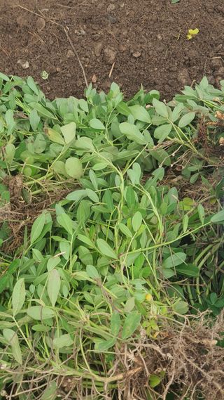 윤정님의 파 · 영농일지 작성글 사진