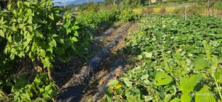 산골아찌님의 배추 · 영농일지 작성글 사진