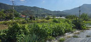 산골아찌님의 배추 · 영농일지 작성글 사진