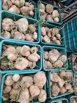 강창원님의 감자 · 영농일지 작성글 사진