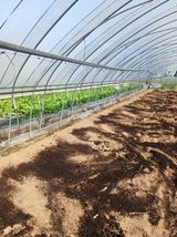 팜모닝 양파·영농일지 게시글 이미지