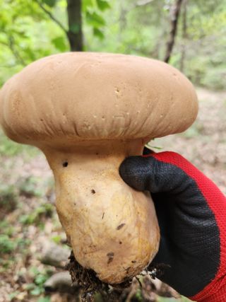 김영옥님의 기타작물 · 영농일지 작성글 사진