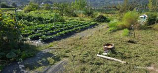 산골아찌님의 배추 · 영농일지 작성글 사진