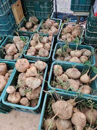 강창원님의 감자 · 영농일지 작성글 사진