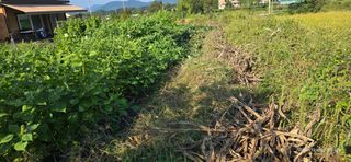 산골아찌님의 배추 · 영농일지 작성글 사진