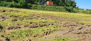 이복길님의 벼 · 영농일지 작성글 사진