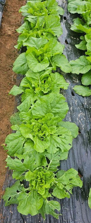 김윤오님의 배추 · 영농일지 작성글 사진