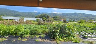 산골아찌님의 배추 · 영농일지 작성글 사진