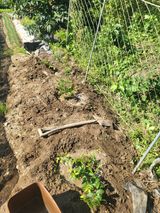 팜모닝 고구마·영농일지 게시글 이미지