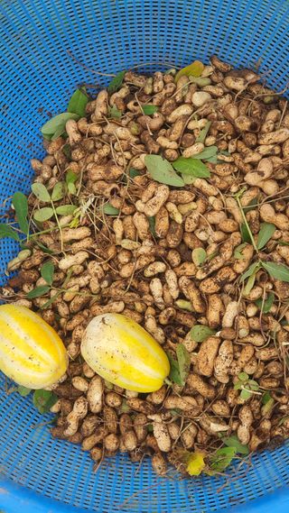 윤정님의 파 · 영농일지 작성글 사진