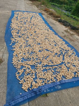 미카엘농장님의 기타작물 · 영농일지 작성글 사진