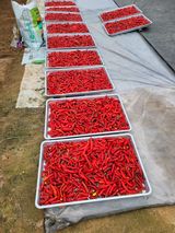 팜모닝 고추·영농일지 게시글 이미지