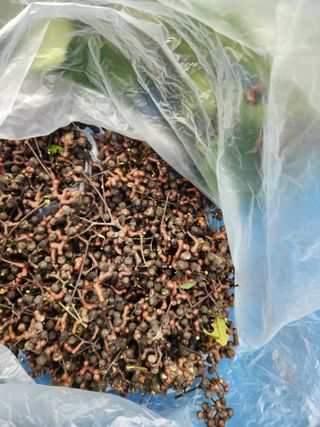 김영옥님의 기타작물 · 영농일지 작성글 사진