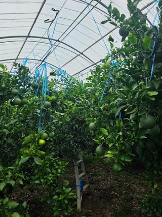 민성종묘(감귤묘목)님의 귤 · 영농일지 작성글 사진