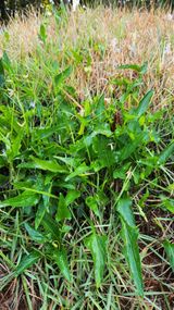 팜모닝 기타작물·영농일지 게시글 이미지