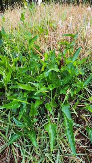 봉담고추님의 기타작물 · 영농일지 작성글 사진