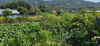 산골아찌님의 배추 · 영농일지 작성글 사진