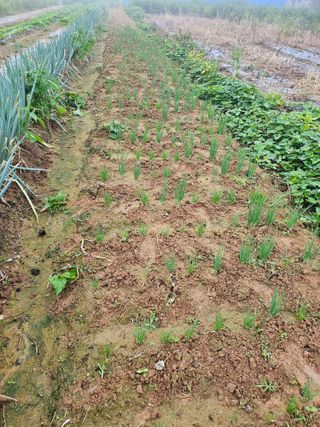 유명숙님의 파 · 영농일지 작성글 사진