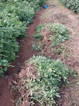 영수농원님의 기타작물 · 영농일지 작성글 사진