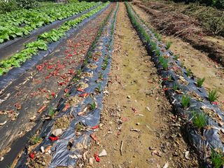 경달현님의 파 · 영농일지 작성글 사진