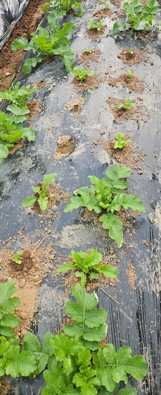 김윤오님의 기타작물 · 영농일지 작성글 사진