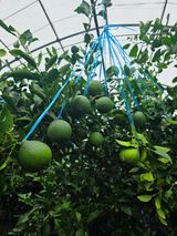 팜모닝 귤·영농일지 게시글 이미지