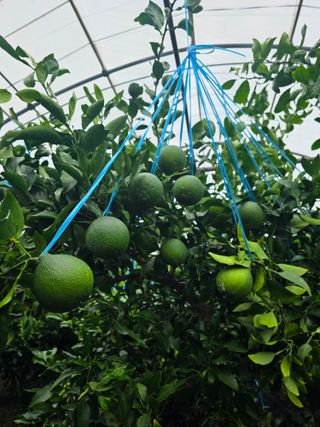 민성종묘(감귤묘목)님의 귤 · 영농일지 작성글 사진