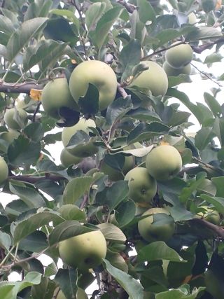 오금식(대청농원)님의 사과 · 영농일지 작성글 사진