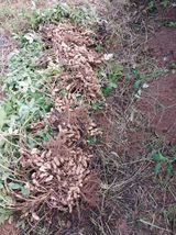 팜모닝 기타작물·영농일지 게시글 이미지