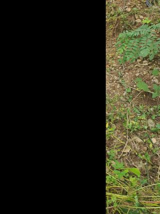 콩14766님의 호박 · 영농일지 작성글 사진