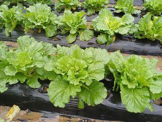 김진현님의 배추 · 영농일지 작성글 사진