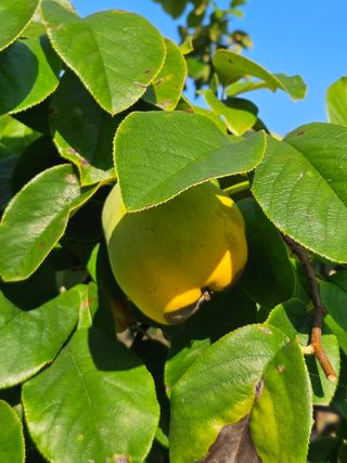 김해열님의 기타작물 · 영농일지 작성글 사진