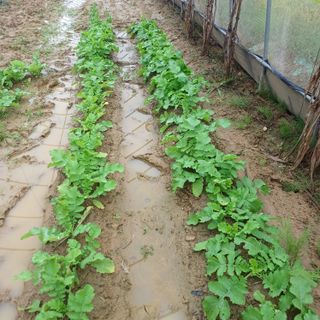 김진영님의 배추 · 영농일지 작성글 사진