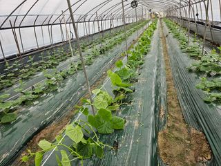 김동식님의 기타작물 · 영농일지 작성글 사진