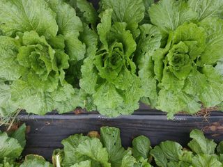 정연국님의 배추 · 영농일지 작성글 사진