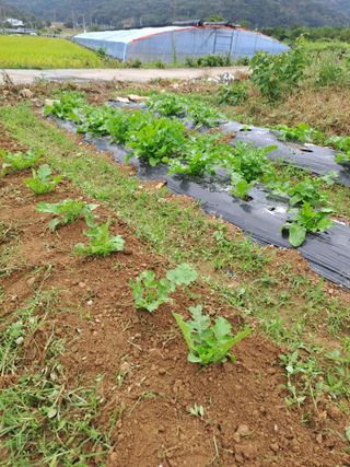 손정식님의 기타작물 · 영농일지 작성글 사진