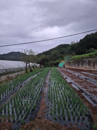 초보농사꾼님의 파 · 영농일지 작성글 사진