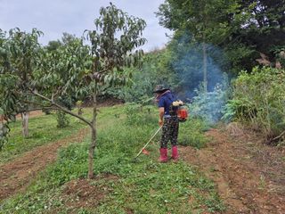 김영진님의 감 · 영농일지 작성글 사진