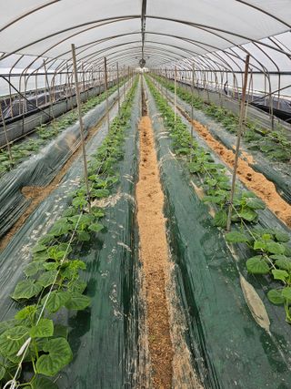 김동식님의 기타작물 · 영농일지 작성글 사진