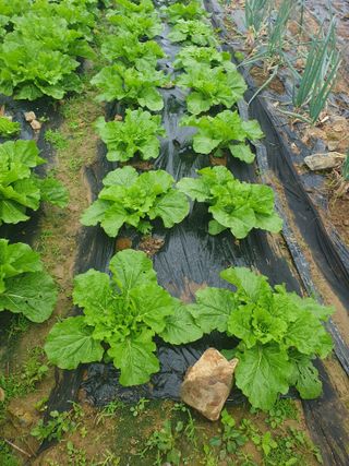 양파12861님의 배추 · 영농일지 작성글 사진