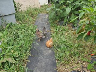 콩14766님의 호박 · 영농일지 작성글 사진