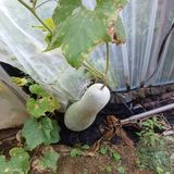 팜모닝 배추·영농일지 게시글 이미지