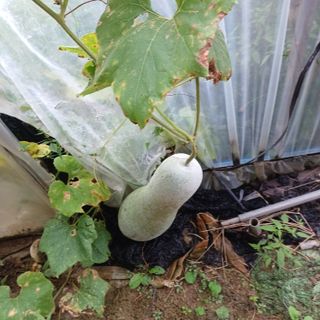 김진영님의 배추 · 영농일지 작성글 사진